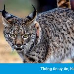 Linh miêu quý hiếm vào top ảnh động vật hoang dã đẹp nhất tuần