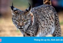 Linh miêu quý hiếm vào top ảnh động vật hoang dã đẹp nhất tuần