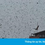 Cảnh dơi bay trên tòa nhà lọt top ảnh hoang dã tuần qua