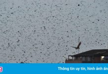 Cảnh dơi bay trên tòa nhà lọt top ảnh hoang dã tuần qua