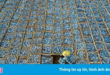 Cảnh phơi cá ở Việt Nam vào top ảnh đẹp thế giới