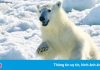 Nơi gấu Bắc Cực nhiều hơn con người