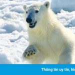 Nơi gấu Bắc Cực nhiều hơn con người