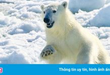 Nơi gấu Bắc Cực nhiều hơn con người
