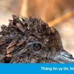 Loài cây chuyên giết chim bằng cách gieo hạt giống