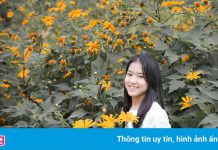 Đồi hoa xuân ở Nghệ An hút du khách dịp cuối năm