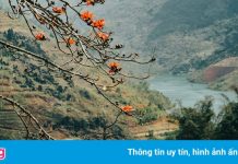 Sắc xuân trên rẻo cao Hà Giang