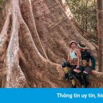 3 gốc cây cổ thụ hút giới trẻ check-in ở Việt Nam