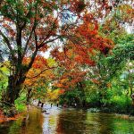 Suối Tà Má rực rỡ hoa trang rừng ‘chưa bao giờ đẹp như năm nay’ Suối Tà Má rực rỡ hoa trang rừng chưa bao giờ đẹp như năm nay - Ảnh 1.