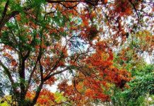 Suối Tà Má rực rỡ hoa trang rừng ‘chưa bao giờ đẹp như năm nay’ Suối Tà Má rực rỡ hoa trang rừng chưa bao giờ đẹp như năm nay - Ảnh 1.