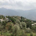 Lên Tà Xùa ngắm rừng hoa táo mèo giữa lưng chừng trời Lên Tà Xùa ngắm rừng hoa táo mèo giữa lưng chừng trời - Ảnh 1.