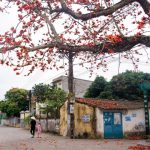 Mùa hoa gạo thắp lửa đất trời Mùa hoa gạo thắp lửa đất trời - Ảnh 1.