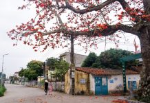 Mùa hoa gạo thắp lửa đất trời Mùa hoa gạo thắp lửa đất trời - Ảnh 1.