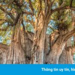 Những cây xanh có hình thù kỳ lạ