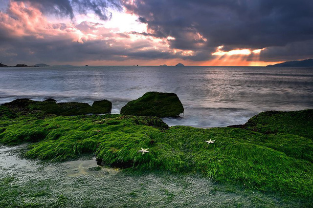 Mê mẩn thảm rêu xanh ấn tượng ở biển Nha Trang - Ảnh 3.