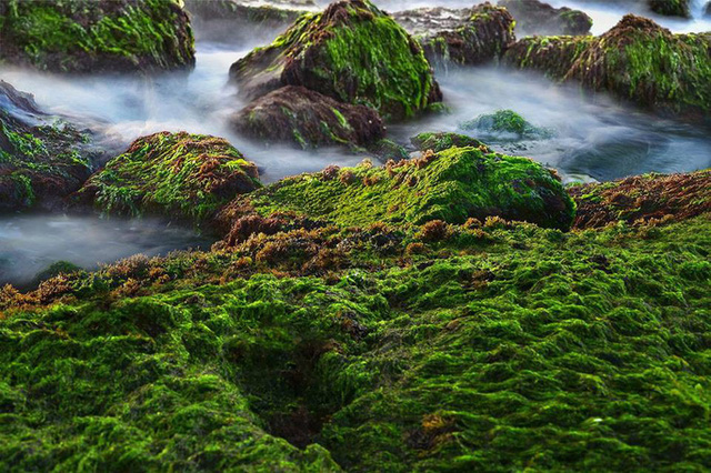 Mê mẩn thảm rêu xanh ấn tượng ở biển Nha Trang - Ảnh 2.