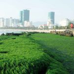 Mê mẩn thảm rêu xanh ấn tượng ở biển Nha Trang Mê mẩn thảm rêu xanh ấn tượng ở biển Nha Trang - Ảnh 1.