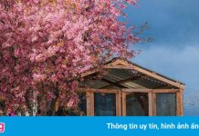 Nơi ngắm hoa xuân ở Đà Lạt