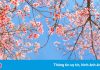Đà Lạt chuẩn bị vào mùa mai anh đào đẹp nhất năm