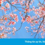 Đà Lạt chuẩn bị vào mùa mai anh đào đẹp nhất năm