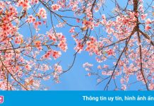 Đà Lạt chuẩn bị vào mùa mai anh đào đẹp nhất năm