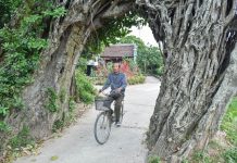 Cây đa 500 tuổi có bộ rễ khủng tạo thành cổng làng ‘độc’ nhất ở Hưng Yên Cây đa 500 tuổi có bộ rễ khủng tạo thành cổng làng 'độc' nhất ở Hưng Yên