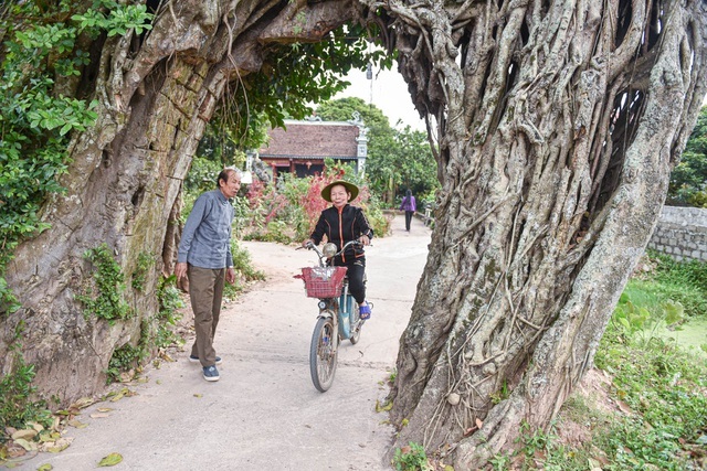 Cây đa 500 tuổi có bộ rễ khủng tạo thành cổng làng 'độc' nhất ở Hưng Yên
