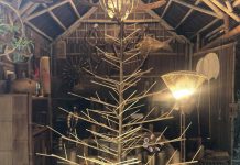 Cây thông Noel không có nổi một chiếc lá, giá cả triệu đồng vẫn có người mua Cây thông Noel không có nổi một chiếc lá, giá cả triệu đồng vẫn có người mua - 1