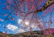 Check-in Đà Lạt mùa mai anh đào với siêu ưu đãi của Golf Valley Hotel Check-in Đà Lạt mùa mai anh đào với siêu ưu đãi của Golf Valley Hotel