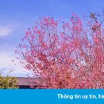 Chơi gì ở Đà Lạt trong ngày đầu năm mới?