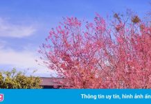 Chơi gì ở Đà Lạt trong ngày đầu năm mới?