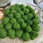 Đặc sản trời cho mọc trên đá ở Tây Bắc, muốn ăn phải mang chày ra giã Đặc sản trời cho mọc trên đá ở Tây Bắc, muốn ăn phải mang chày ra giã - 1