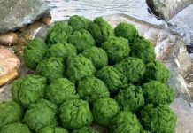 Đặc sản trời cho mọc trên đá ở Tây Bắc, muốn ăn phải mang chày ra giã Đặc sản trời cho mọc trên đá ở Tây Bắc, muốn ăn phải mang chày ra giã - 1