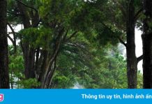 Vẻ đẹp bình yên của phố núi Gia Lai