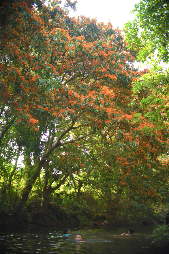 Suối Tà Má rực rỡ hoa trang rừng chưa bao giờ đẹp như năm nay - Ảnh 4.