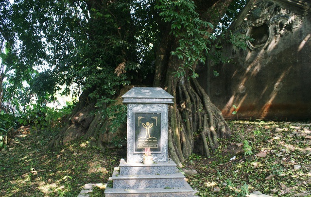 Chuyện ly kỳ về báu vật cây thị thiêng nghìn năm tuổi ở Hà Nội