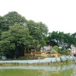 Chuyện ly kỳ về báu vật cây thị thiêng nghìn năm tuổi ở Hà Nội Chuyện ly kỳ về báu vật cây thị thiêng nghìn năm tuổi ở Hà Nội