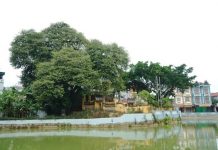 Chuyện ly kỳ về báu vật cây thị thiêng nghìn năm tuổi ở Hà Nội Chuyện ly kỳ về báu vật cây thị thiêng nghìn năm tuổi ở Hà Nội