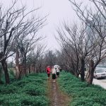 Xót xa ‘con đường mùa đông’ ở Đà Nẵng bị giẫm đạp tan hoang Xót xa 'con đường mùa đông' ở Đà Nẵng bị giẫm đạp tan hoang