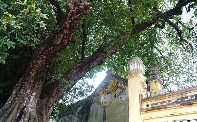 Chuyện ly kỳ về báu vật cây thị thiêng nghìn năm tuổi ở Hà Nội