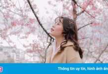 Lên lịch check-in Đà Lạt mùa mai anh đào