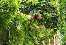 Giới trẻ mê mẩn với ‘thiên đường hoa tươi’ bên sông Sài Gòn Giới trẻ mê mẩn với 'thiên đường hoa tươi' bên sông Sài Gòn