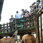 Thảo Cầm Viên Sài Gòn tăng giá vé để chăm lo tốt hơn cho vườn thú Thảo Cầm Viên Sài Gòn tăng giá vé để chăm lo tốt hơn cho vườn thú - Ảnh 1.