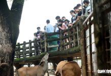 Thảo Cầm Viên Sài Gòn tăng giá vé để chăm lo tốt hơn cho vườn thú Thảo Cầm Viên Sài Gòn tăng giá vé để chăm lo tốt hơn cho vườn thú - Ảnh 1.