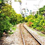 Hoa huỳnh liên nở vàng rực giữa ngày Sài Gòn se lạnh Hoa huỳnh liên nở vàng rực giữa ngày Sài Gòn se lạnh