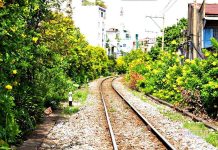 Hoa huỳnh liên nở vàng rực giữa ngày Sài Gòn se lạnh Hoa huỳnh liên nở vàng rực giữa ngày Sài Gòn se lạnh