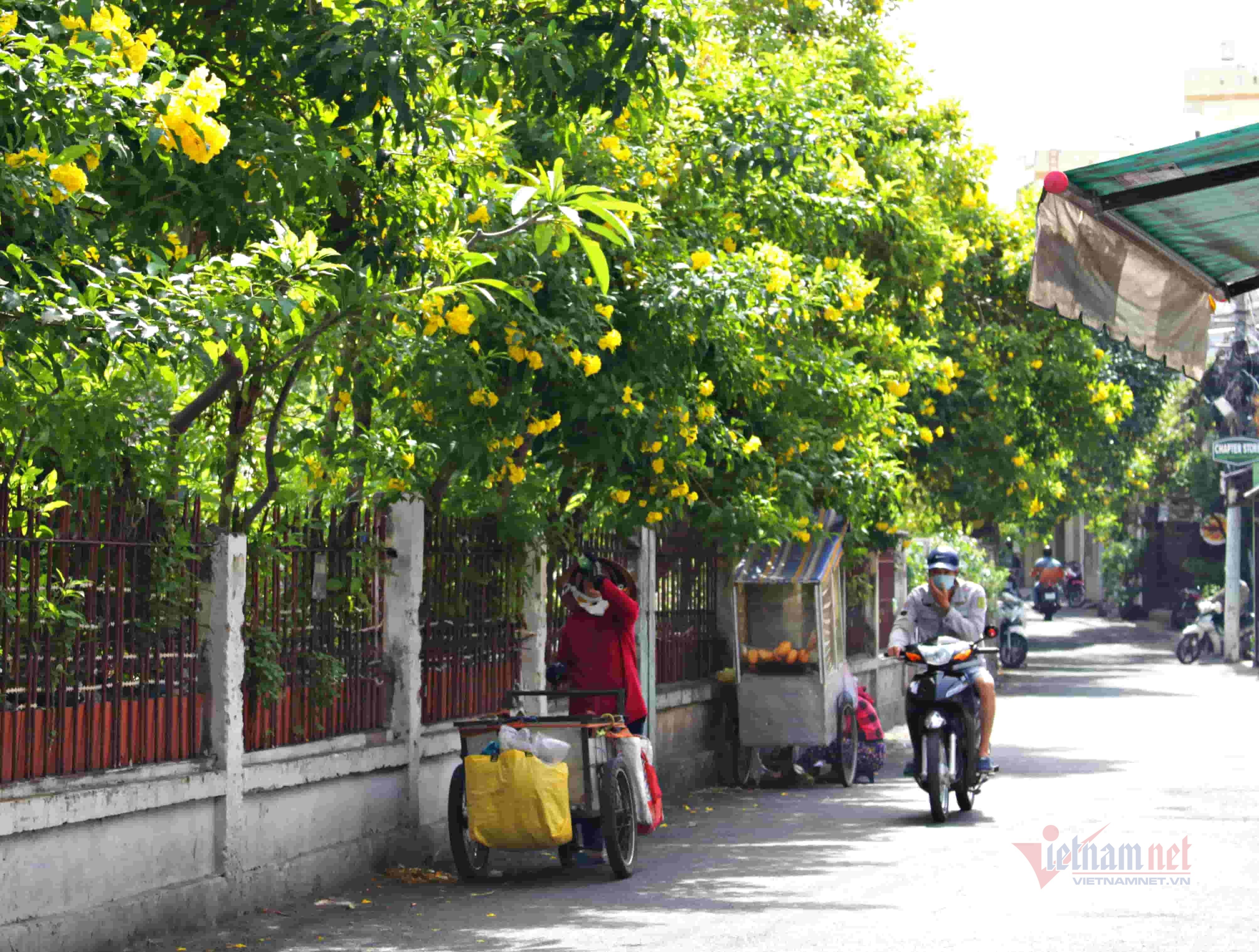 Hoa huỳnh liên nở vàng rực giữa ngày Sài Gòn se lạnh