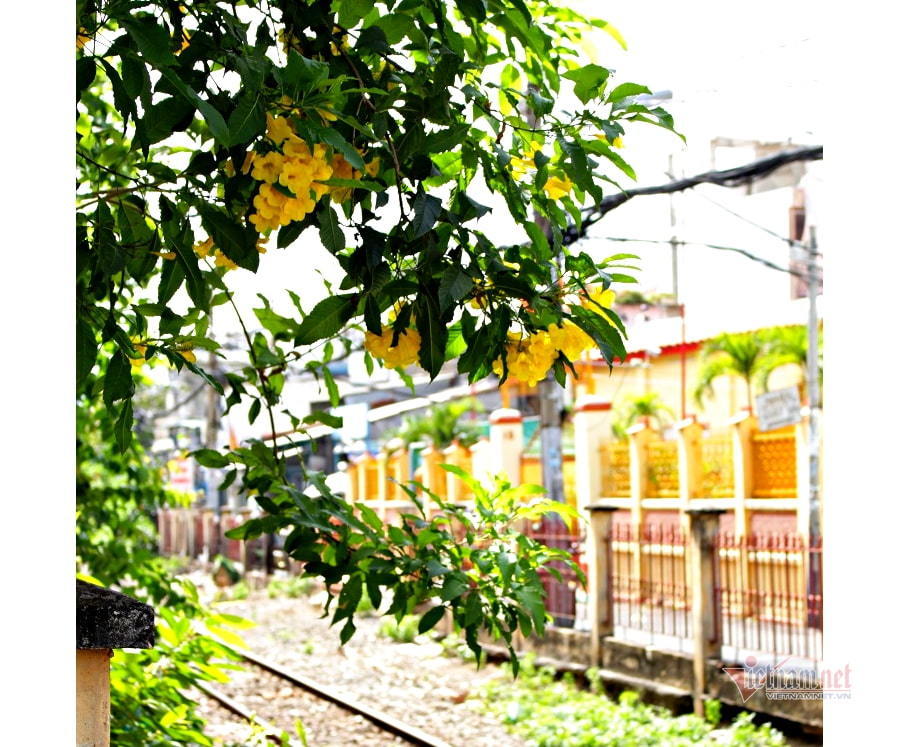 Hoa huỳnh liên nở vàng rực giữa ngày Sài Gòn se lạnh