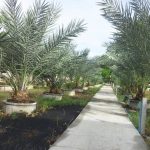 Vườn chà là trĩu trái, vàng óng của lão nông Đồng Tháp Vườn chà là trĩu trái, vàng óng của lão nông Đồng Tháp