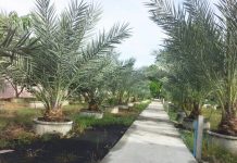 Vườn chà là trĩu trái, vàng óng của lão nông Đồng Tháp Vườn chà là trĩu trái, vàng óng của lão nông Đồng Tháp